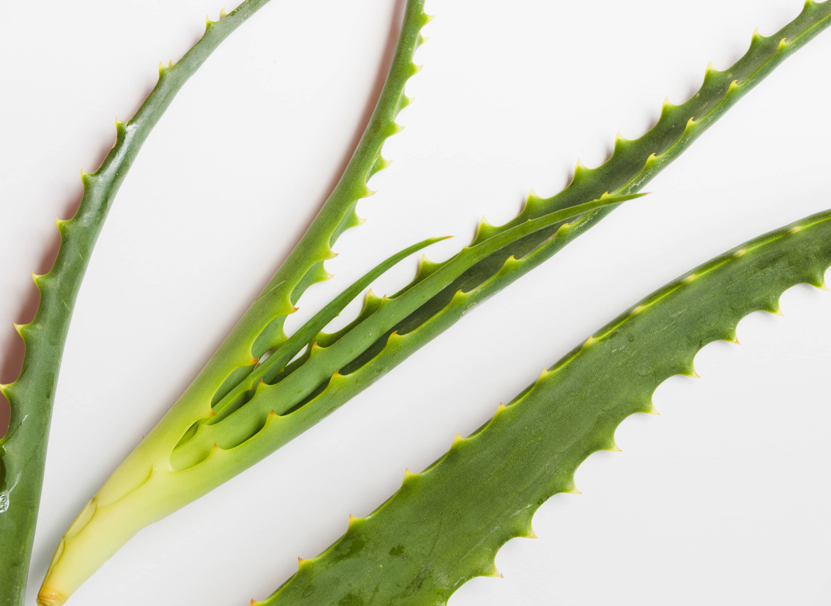 درمان فوری خراشیدگی پوست صورت با آلوئهورا